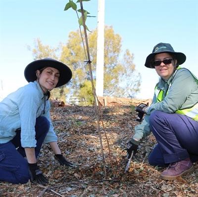 Tree planting